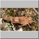 Oedipoda caerulescens - Blauflueglige Oedlandschrecke 01 Teverener Heide.jpg